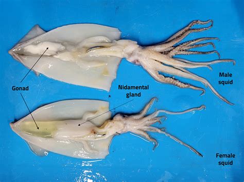 Squid dissection: a hands-on activity to learn about cephalopod ...