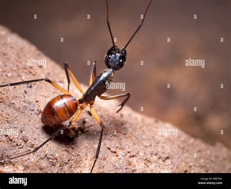 Giant Forest Ant (Camponotus gigas) in a small cave, Bako National Park, Borneo, Malaysia Stock ...