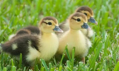 The Essential Guide to Pet Ducks: Care, Behavior, and Joys of Keeping Ducks