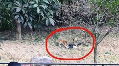 Tiger kills man at China zoo as horrified visitors watch | New Straits ...