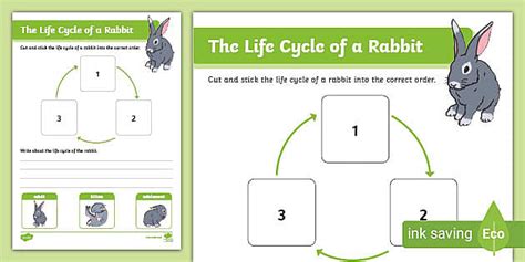 The Life Cycle of a Rabbit Worksheet (teacher made) - Twinkl