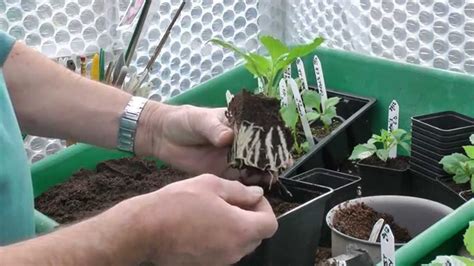 Taking Dahlia Cuttings - YouTube