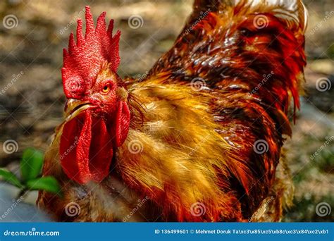 Famous Denizli Rooster Close Up View Stock Image - Image of agriculture ...