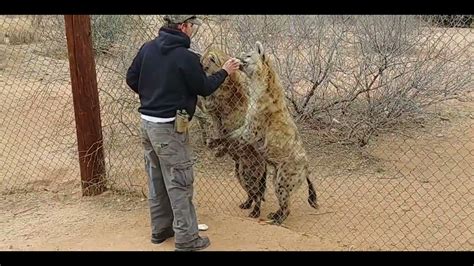 Hyena sounds explained - YouTube