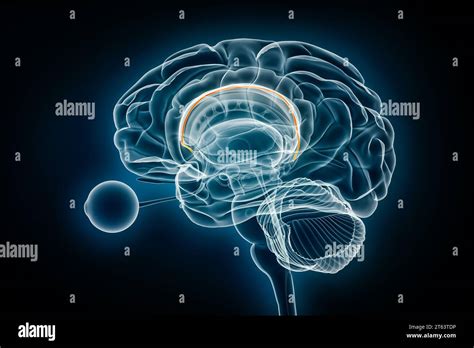 Indusium griseum x-ray view 3D rendering illustration. Human brain and ...