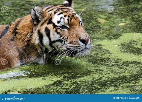 Bengal Tiger In Water Royalty Free Stock Images - Image: 28878749