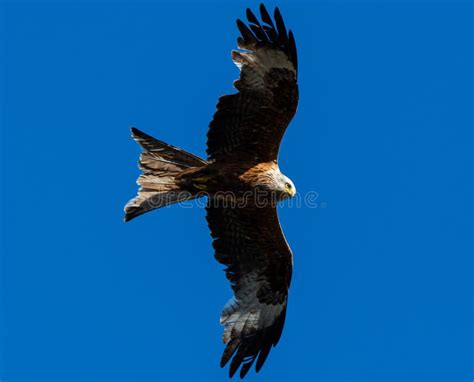 Red kite flying stock photo. Image of bird, creature - 196159694