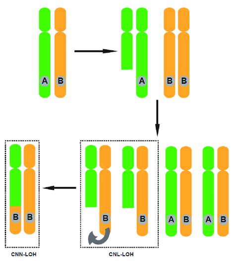 Two types of loss of heterozygosity. There are two main types of loss... | Download Scientific ...