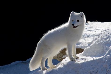 Arctic Fox Adaptations