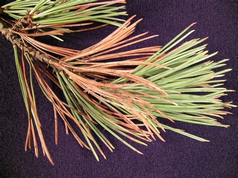 Pinus Ponderosa Needles