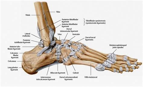 the bones of the foot and ankle are labeled