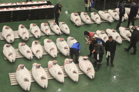 Tuna Auction in Tokyo: Toyosu Fish Market Guide | GoWithGuide