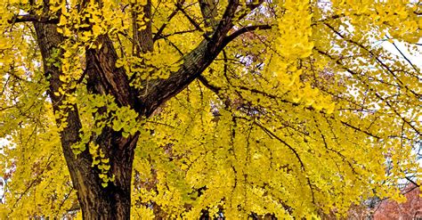 The Female Ginkgo Tree’s Acrid Smell of Success - The New York Times