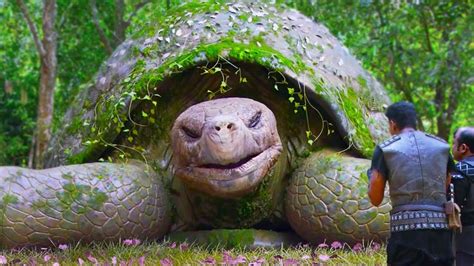 The World's Biggest Tortoise - YouTube