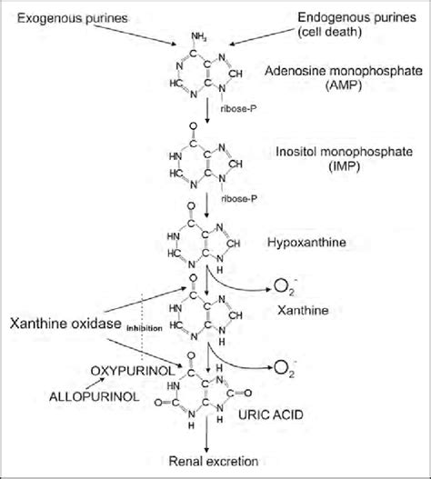 Metabolism of uric acid. | Download Scientific Diagram