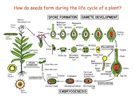 PPT - Introduction of Seed Development and Arabidopsis Embryo Development PowerPoint ...