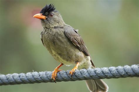 Four Rare Bird Species to look out for in the Seychelles | TravelQuest