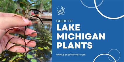 24 Plants Found in Lake Michigan 2023 [ID + Pics] - Pond Informer