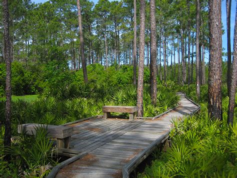 Osceola National Forest - Visit Natural North Florida