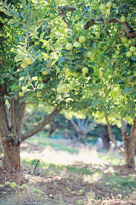 Dreamy Whites: Apple Picking in an orchard along Apple Hill, a New ...