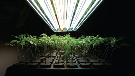 How to Properly Use Hydroponics to Grow Cannabis