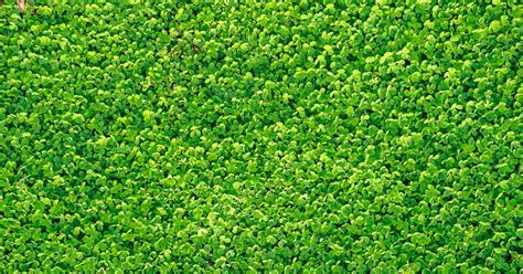 Micro Clover Lawn (Why You Should Consider One) | Lawn Chick