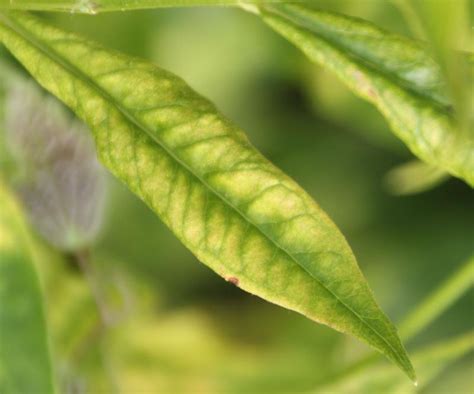 Spider Mites on Garden Phlox