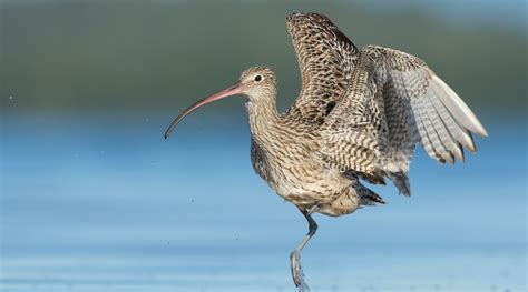 Far Eastern Curlew - BirdLife Australia