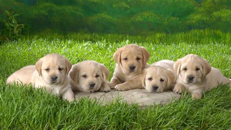 Yellow Lab Puppies wallpaper | 1366x768 | #59284