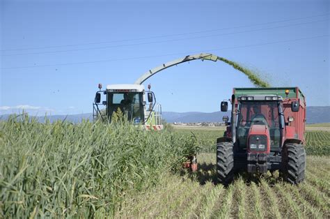 Ensiling Sorghum: chopping, transport and pressing