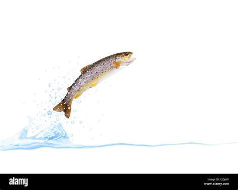 Rainbow trout jumping hi-res stock photography and images - Alamy