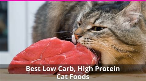 The Best High Protein, Low Carb Cat Food Reviews for 2021