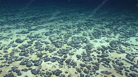 Manganese nodules on the sea floor - Stock Image - C049/0287 - Science ...