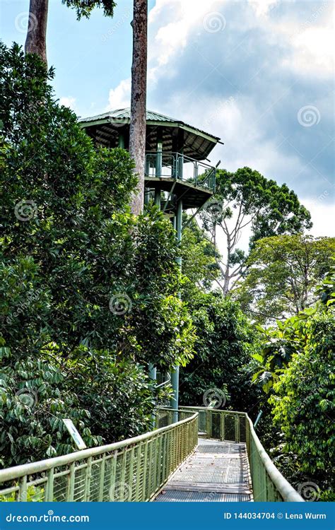 Canopy Walk Tower In The Rainforest Discovery Centre In Sepilok, Borneo, Malaysia Stock Photo ...