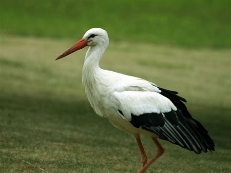 White Stork-Germany National Bird | Wallpapers9