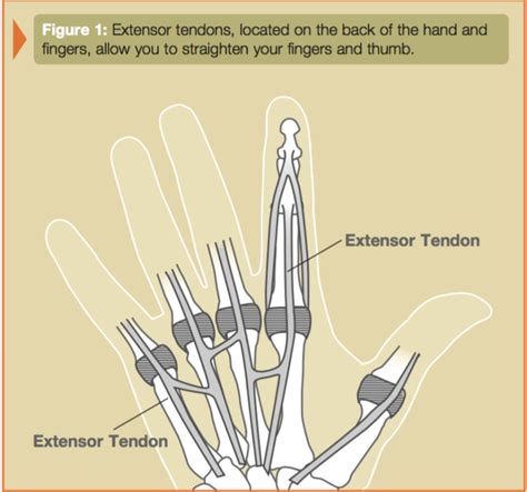 Primary Tendon Repair of the Thumb Extensor (Each, Extensor Tendon Injury) | Lonestar Surgery Center