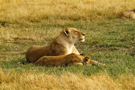 412 Pride Lions Sleeping Stock Photos - Free & Royalty-Free Stock Photos from Dreamstime