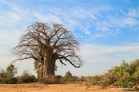 Lower Zambezi National Park