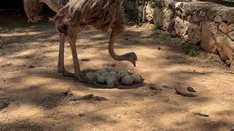 Eggs, Ostrich, Bird. Free Stock Video - Pixabay