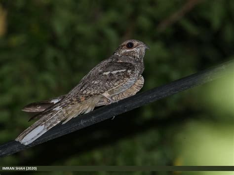 Eurasian Nightjar (Caprimulgus europaeus) | Eurasian Nightja… | Flickr