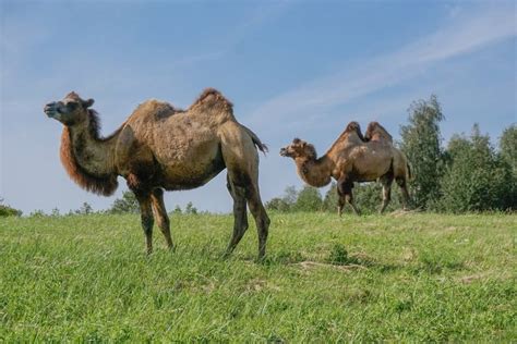 Camels, And Unique Facts About Them