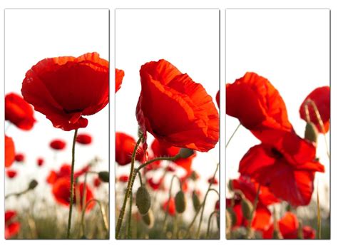 Set of Three Red Poppy Canvas Prints Pictures Wall Art Poppies 3056 | eBay