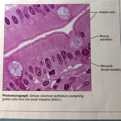 Simple Columnar Epithelium A Labeled Diagram And | Porn Sex Picture