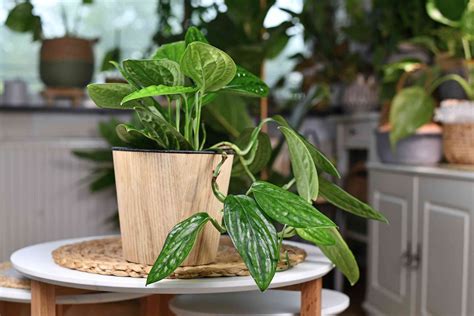 22 Indoor Vine Plants That Look Great in the Home