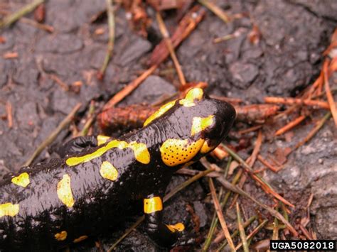 European fire salamander, Salamandra Salamandra (Caudata: Salamandridae) - 5082018