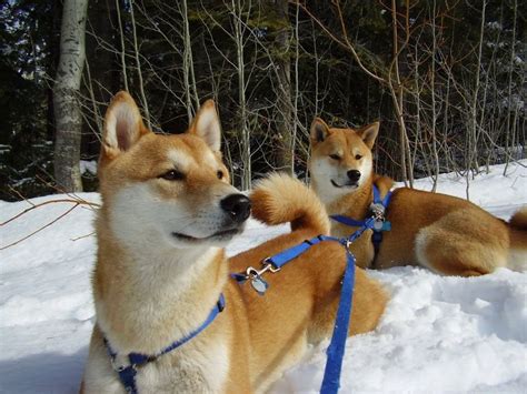 The First Steps You Need To Take In Shiba Inu Training