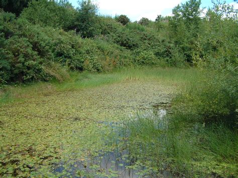 Great Crested Newt Surveys - Wilkinson Associates