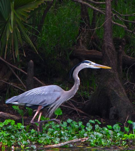 Great Blue Heron hunting | Flickr - Photo Sharing! Animal Pictures ...