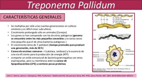 Treponema pallidum