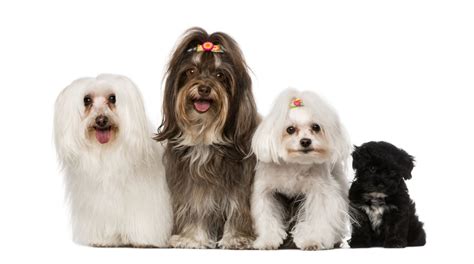 Havanese Colors: A Wonderfully Unique Breed and All Its Patterns ...